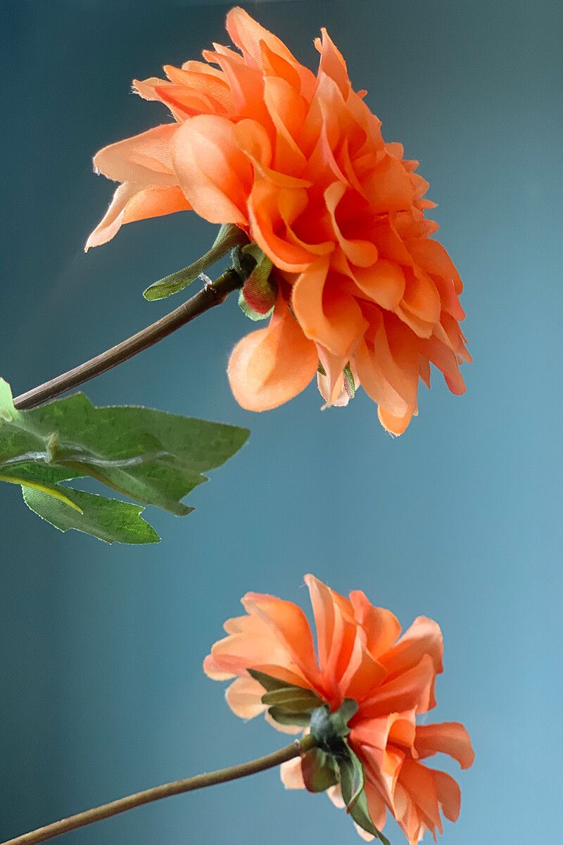Pip Blumen Pip Garden