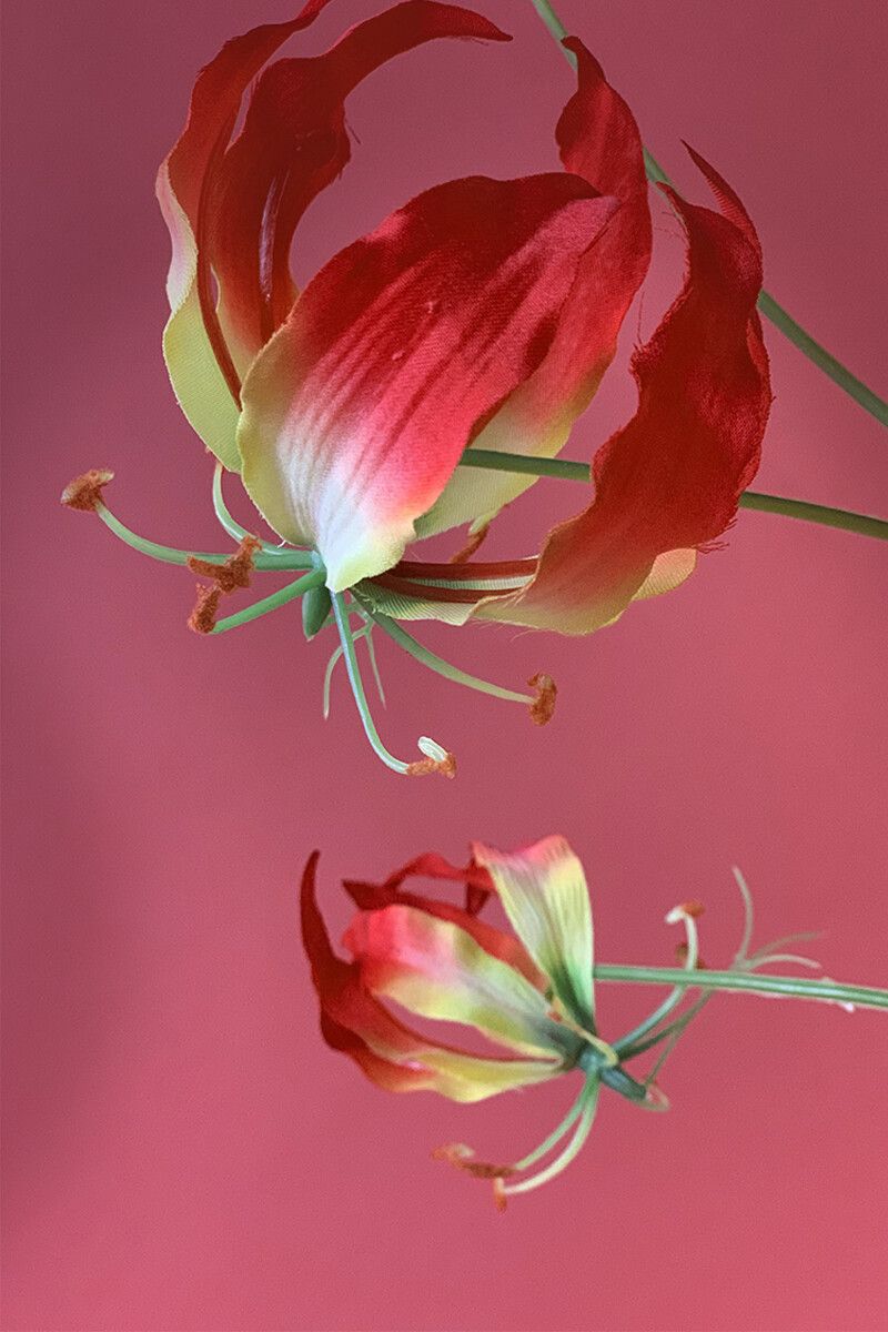 Pip Blumen Love Explosion