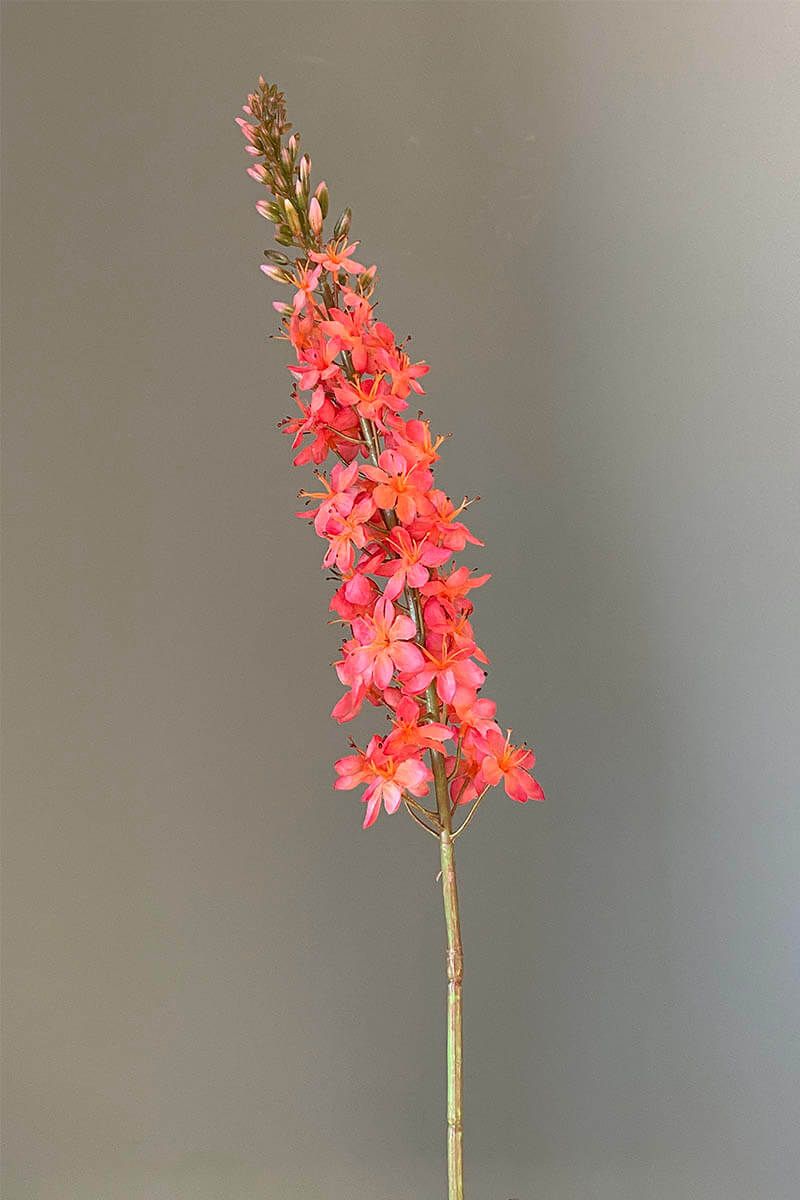 Pip Kunstbloemen Joyful Blooms