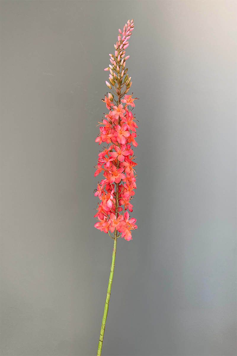 Pip Künstliche Blumen Coral Sunrise