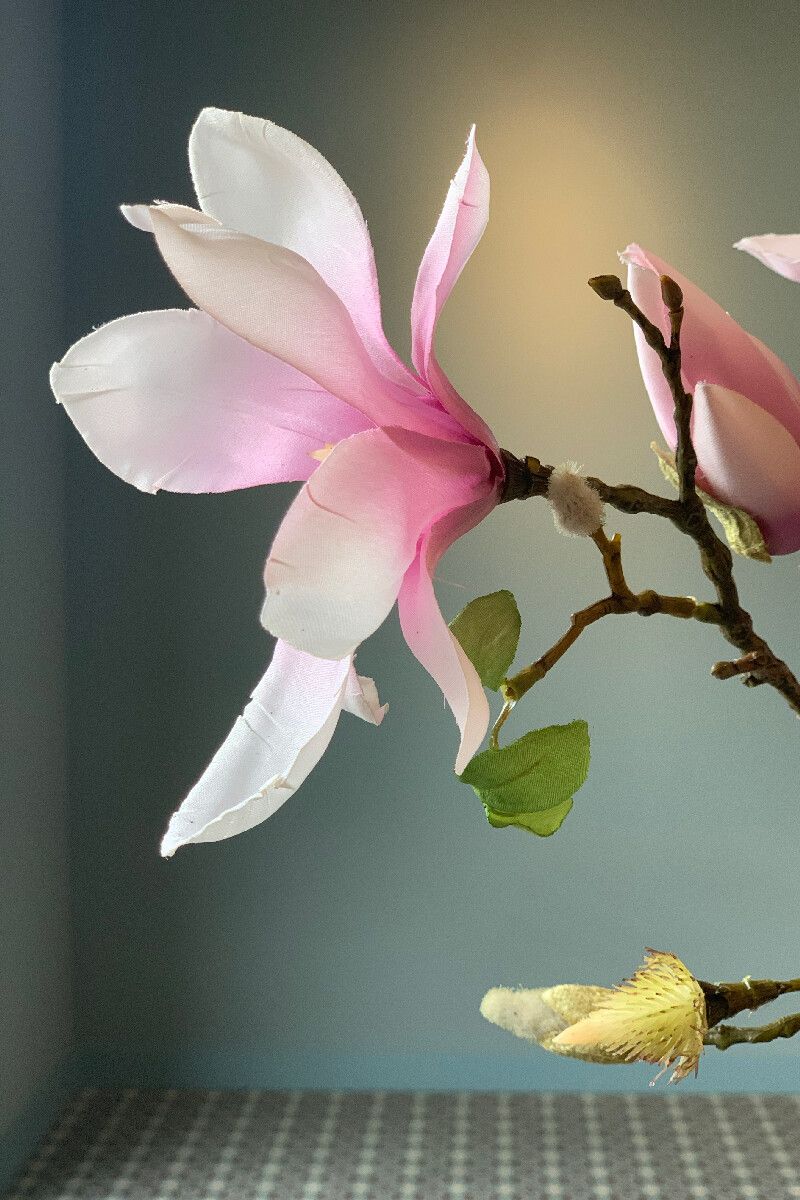Flowering Plant Cheerful Magnolia