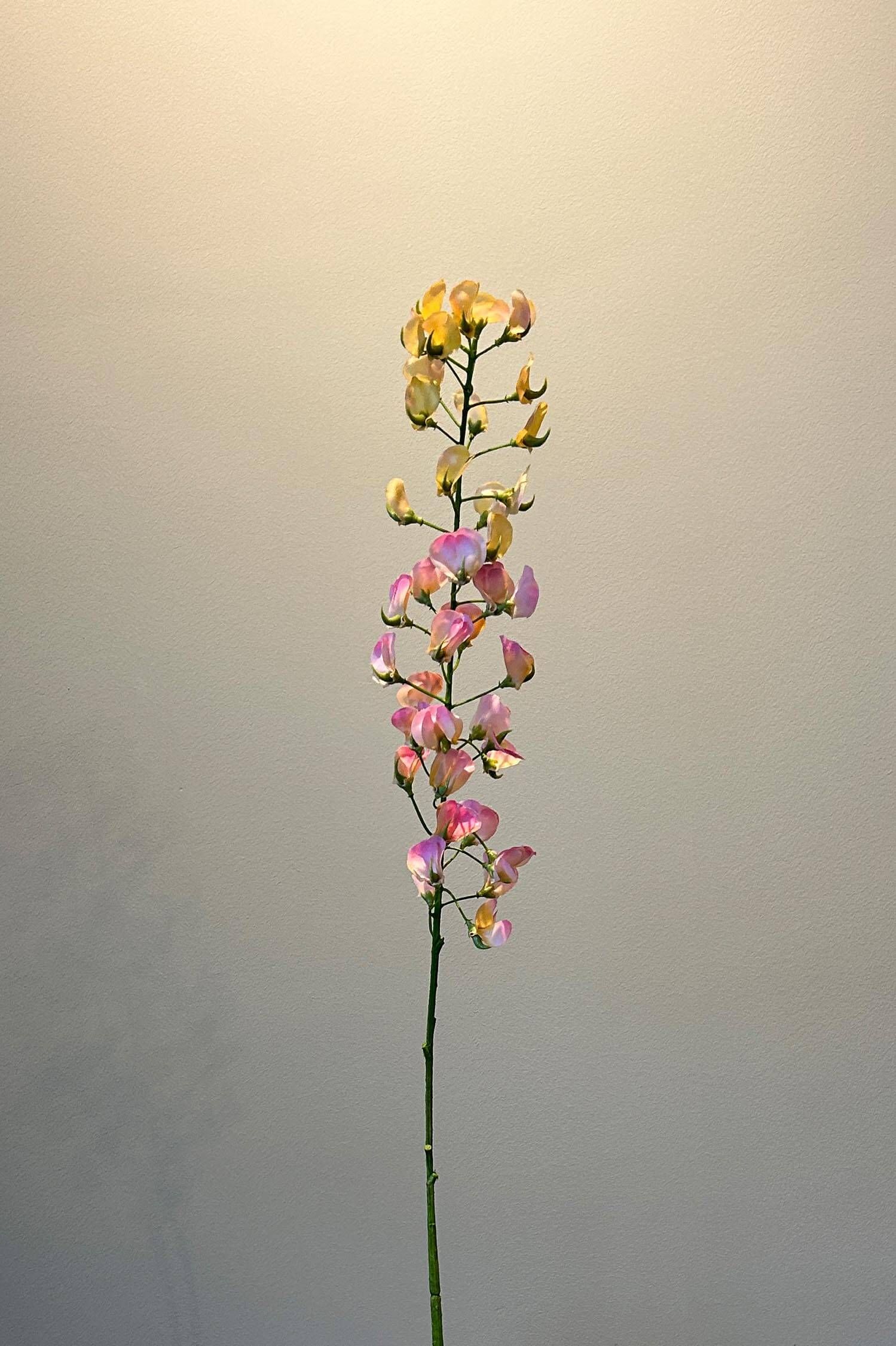 Pip Fleurs Artificielles Rosefield Dreams