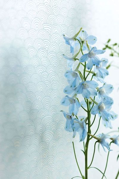Pip Studio Shanghai Bows Non-Woven Wallpaper Blue