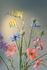 Pip Flowers Spring Blossom