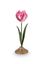 Set/2 Tulpe Kerzenhalter Metall Rosa