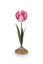 Set/2 Tulpe Kerzenhalter Metall Rosa
