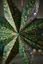 Christmas Star Paper Overall Print Dark Green 110cm