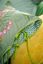 Duvet Cover Set Bamboleo Green