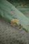 Duvet Cover Set Bustani Green