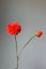 Pip Artificial Flowers Orange Glow