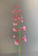 Pip Artificial Flowers Sunset Glow