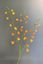 Pip Artificial Flowers Sunset Glow