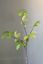 Pip Kunstbloemen Joyful Blooms
