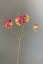 Pip Künstliche Blumen Blooming Love