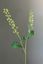 Pip Artificial Flowers Blossoming Delight