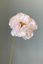 Pip Kunstbloemen Soft Harmony