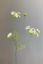 Pip Kunstbloemen Soft Harmony