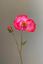 Pip Künstliche Blumen Coral Sunrise