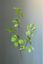 Pip Kunstbloemen Blushing Meadows