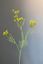 Pip Kunstbloemen Blushing Meadows