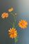 Pip Kunstbloemen Blushing Meadows