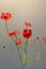 Pip Fleurs Artificielles Coral Dreams
