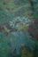 Tapis Jardin de Noche by Pip Vert Foncé