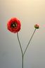 Pip Kunstbloemen Where Ranunculus Bloom