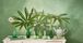 Set/3 Petits Vases en Verre Bleu-Vert